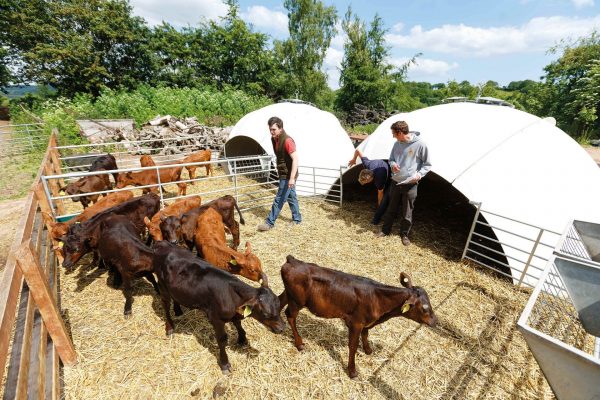 Three students standing in a calf pen