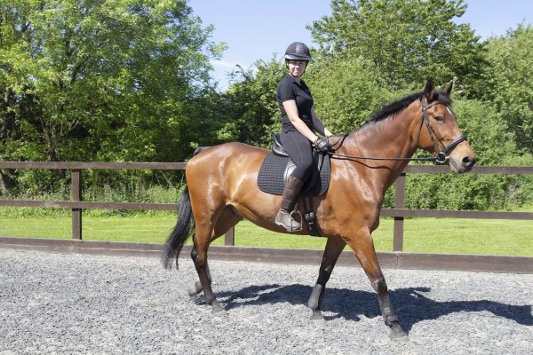 Equine student riding horse in the sunshine