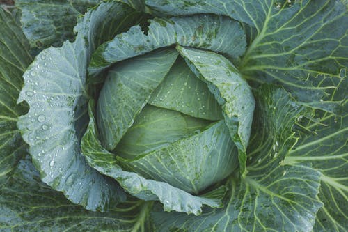 Close up shot of a green cabbage