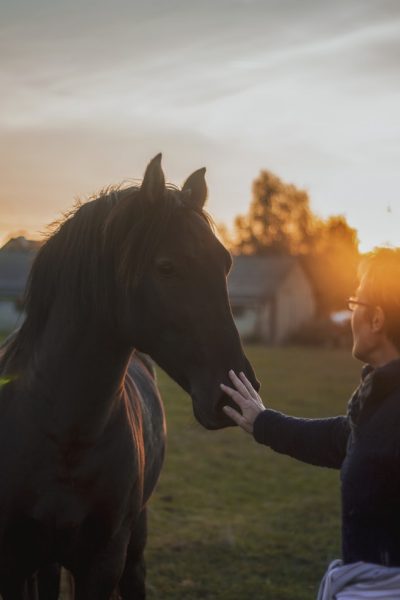 Horse and person stroking its nose, at sunset in a field