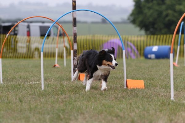 Hooper’s is a fun dog sport that is ideal for dogs and owners of all ages and fitness levels.