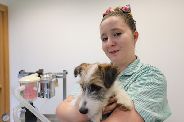 Advance Veterinary Nursing Diploma