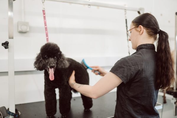 Animal Care and Dog Grooming Courses