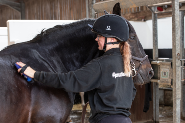 Introduction to Working with Horses